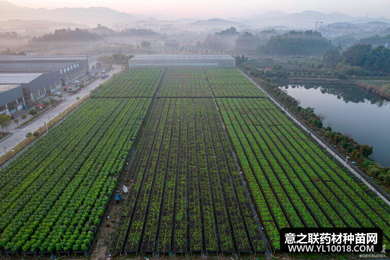 亳州药材扩繁5亿株 种植超130万亩