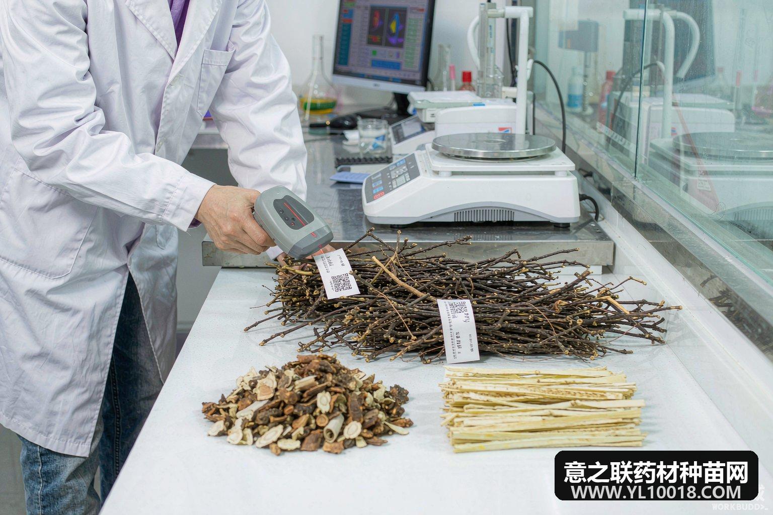 21家协会倡议中药材全流程追溯优质优价
