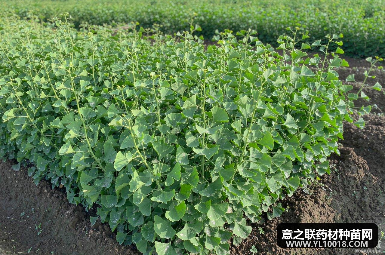 黑龙江银杏叶基地通过GAP符合性延伸检查