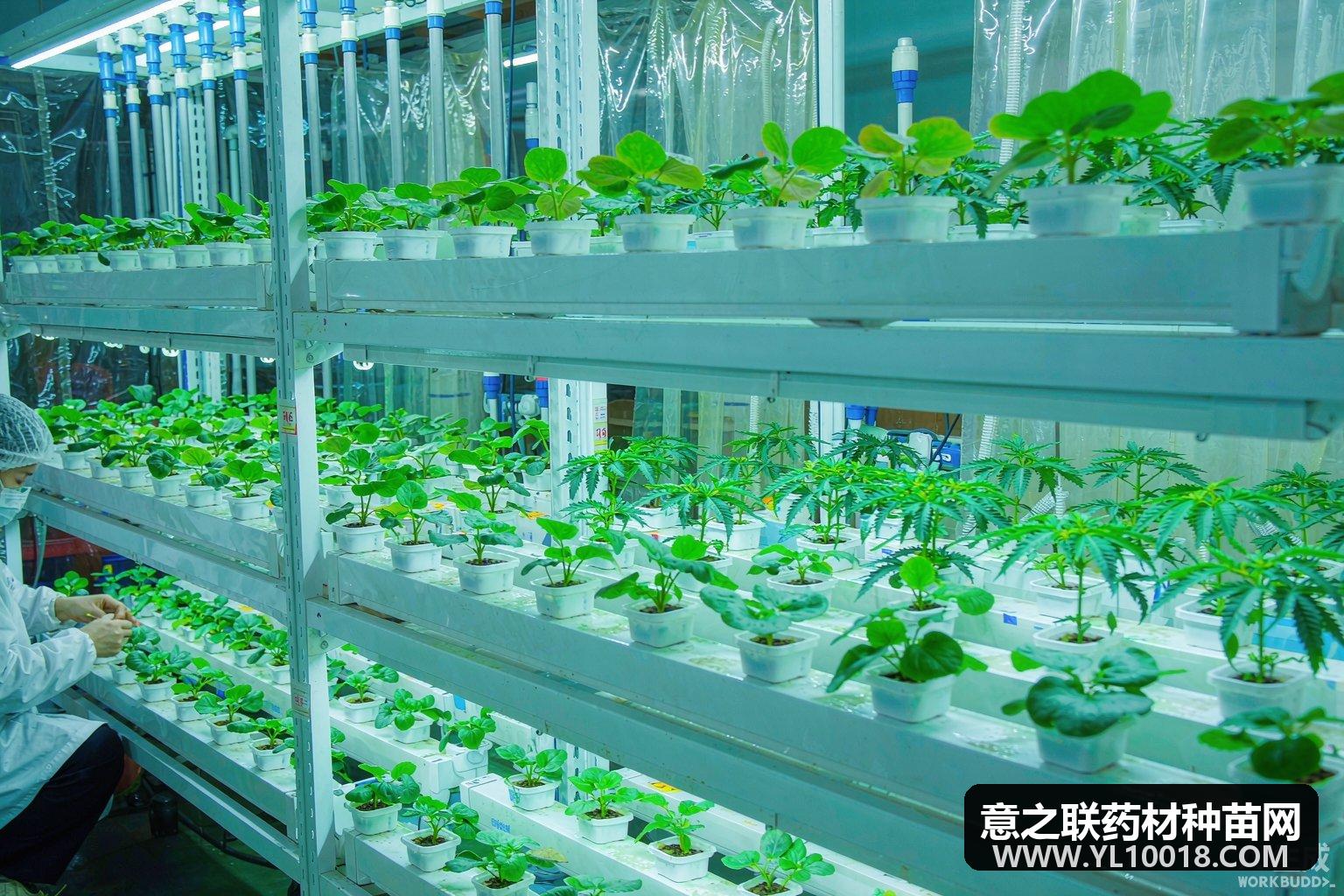 亳州数字化种业答复议案:智能垂直农场点亮种苗繁育