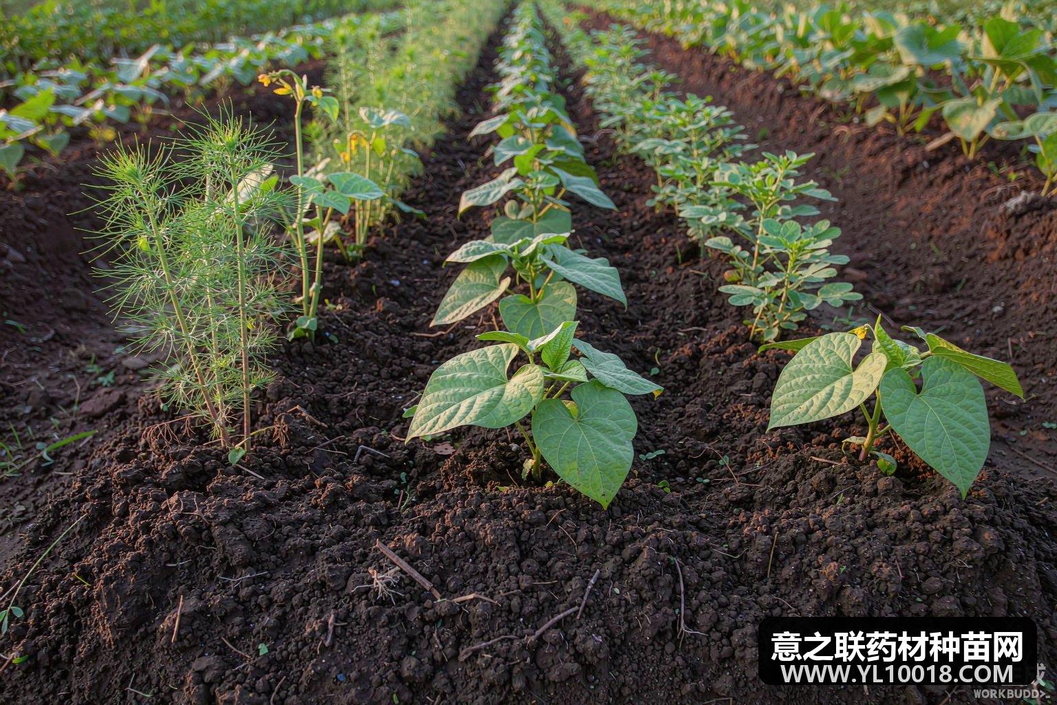 中药材科学灌溉与水分精准管理技术(GAP 合规视角)