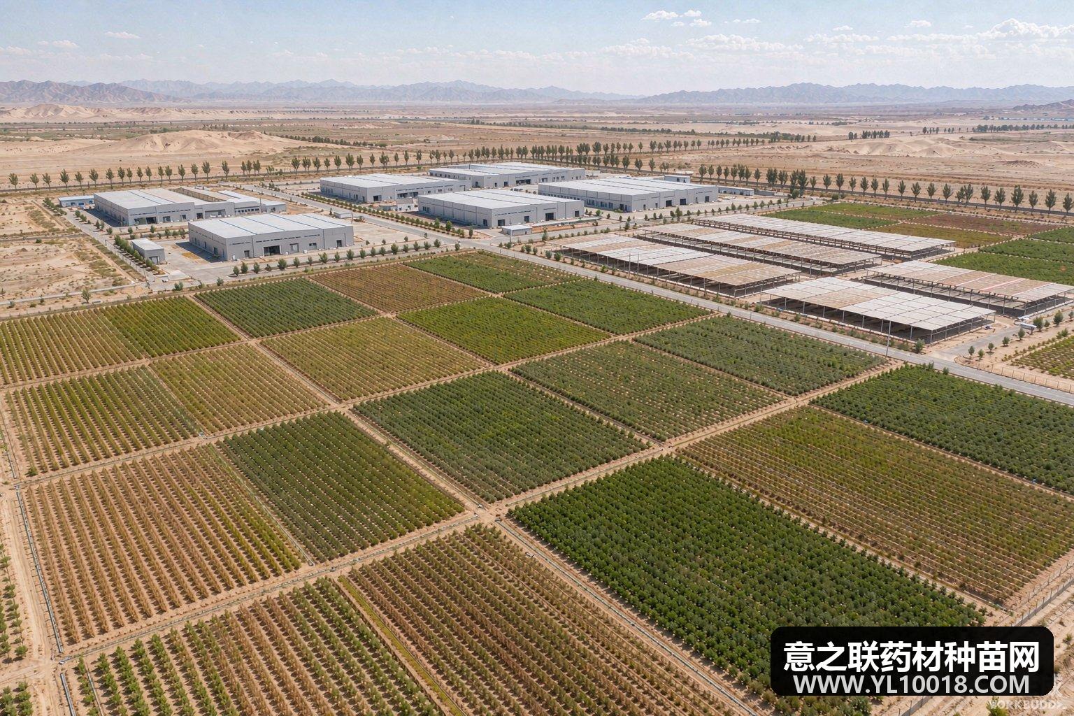 山丹GAP认证加持 道地药材打通富民全链条