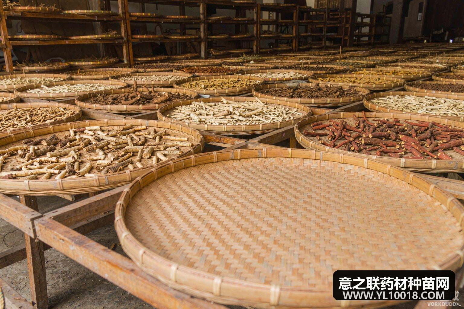 云南省丽江秦艽行情稳定