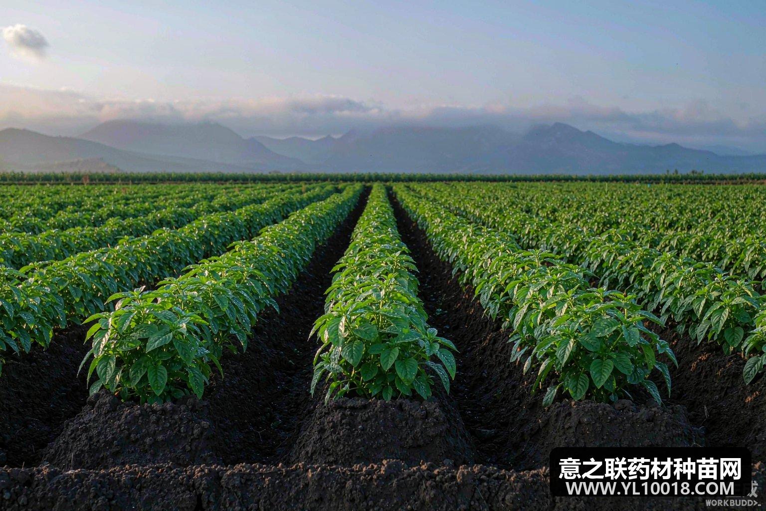 中药材种植基地生态环境保护与生态种植模式(GAP 绿色可持续视角)