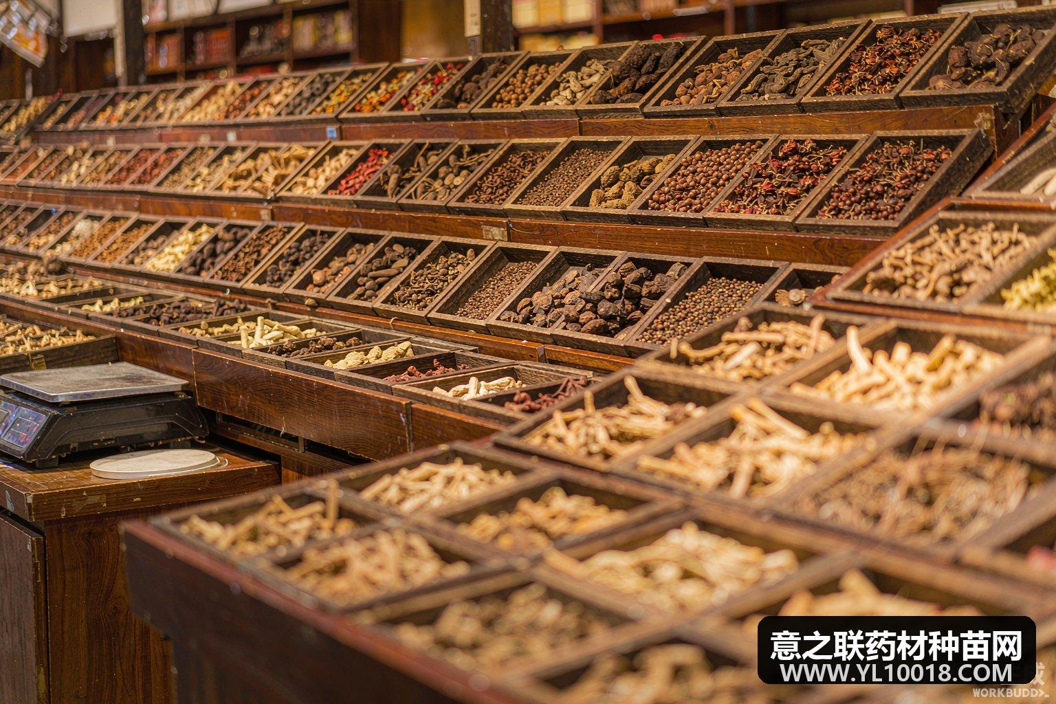 药通网天天行情:栀子产新低迷、地骨皮高价惜售,广藿香等小品种低位运行