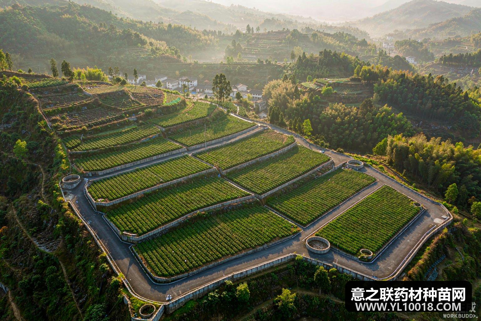 陕西勉县天麻GAP药源基地通过认定验收