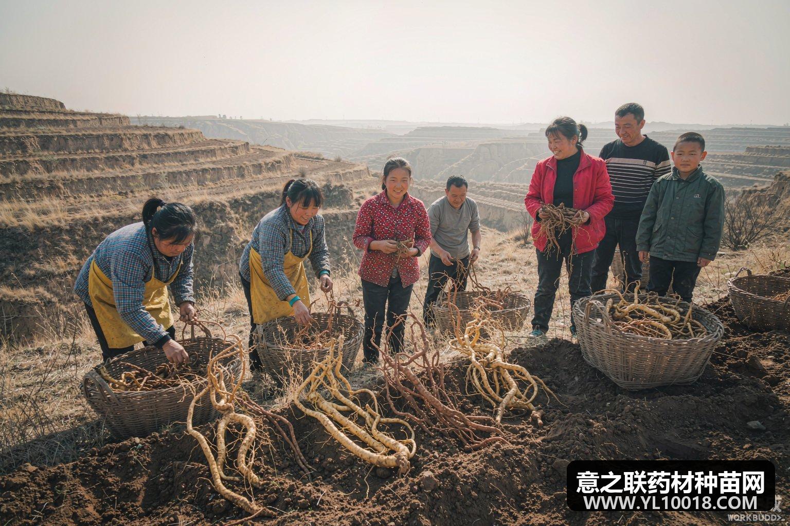 宁夏西吉到户种植奖补 黄芪甘草每亩400元