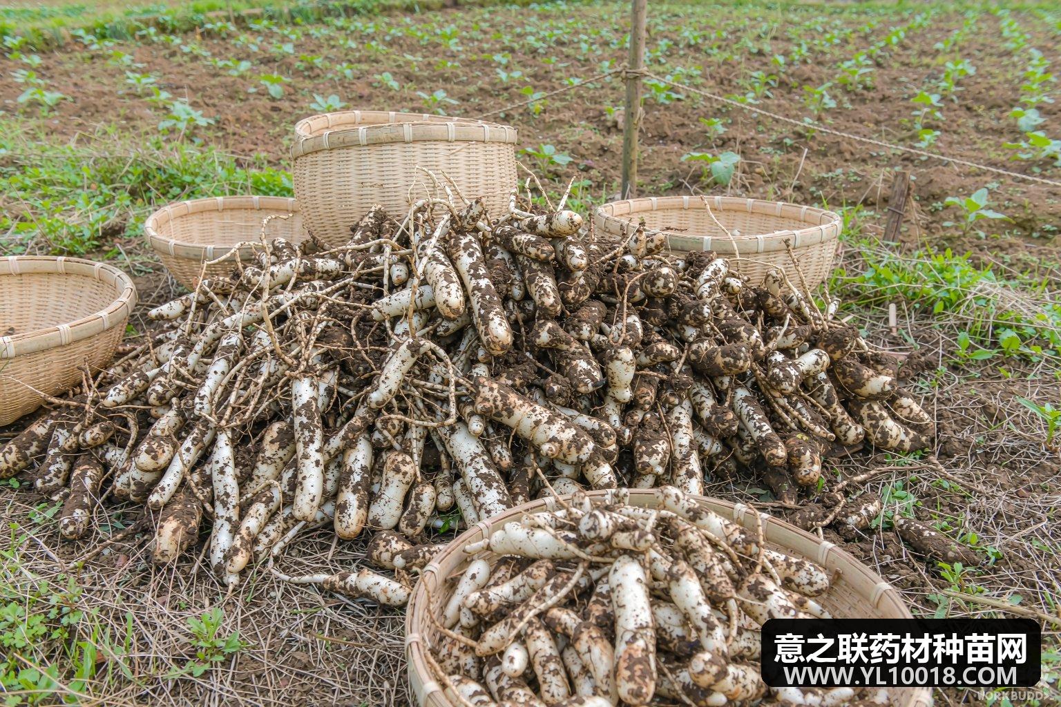 秋深产新观察 白芷白术集中上市 蛇床子泽泻低位