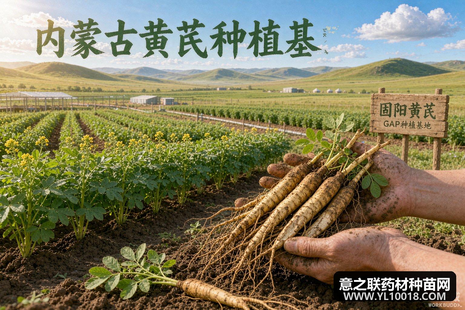 包头7家企业通过GAP认证 固阳黄芪获道地品质&ldquo;通行证&rdquo;