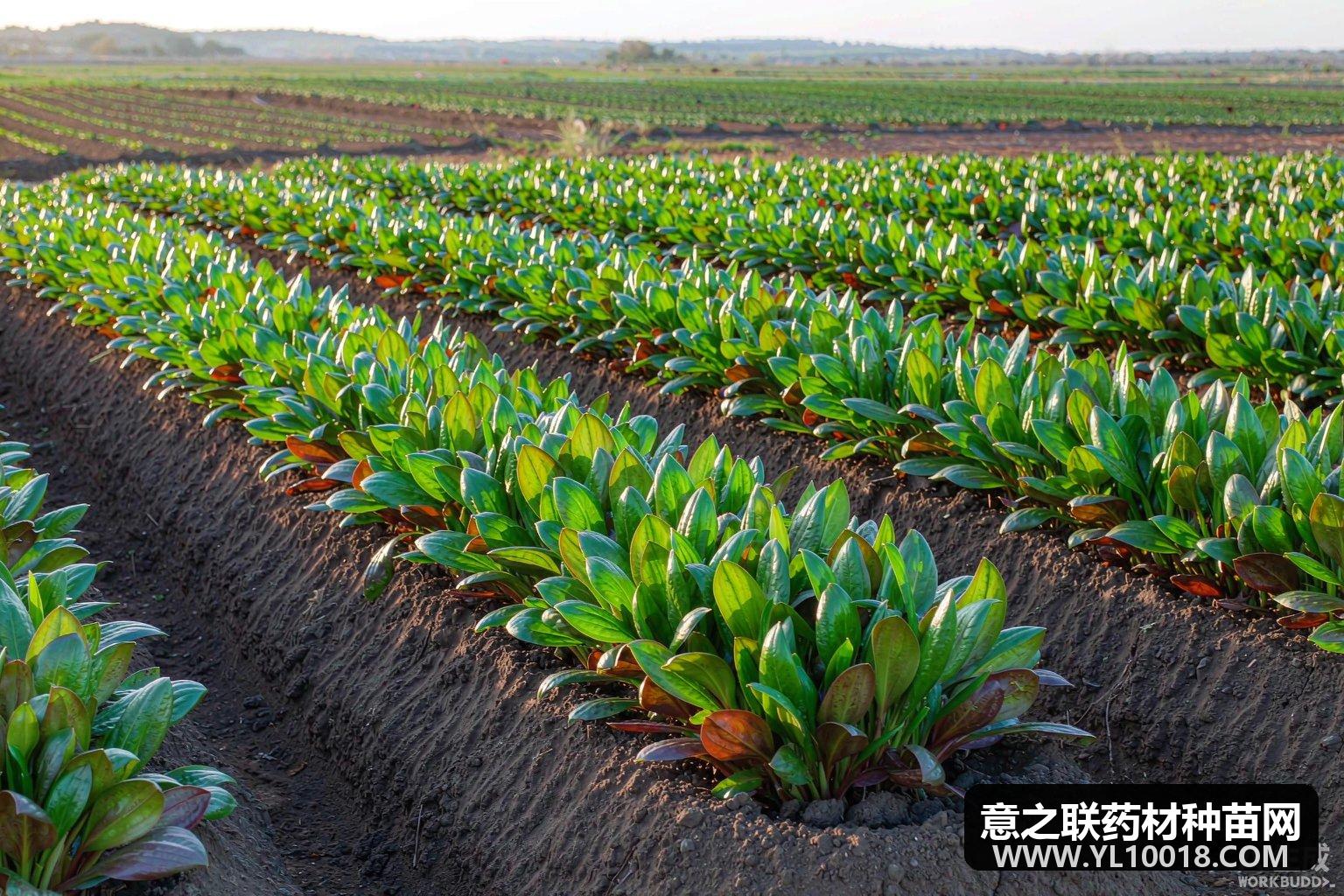 中药材 GAP 质量管理体系与文件记录规范（合规视角）