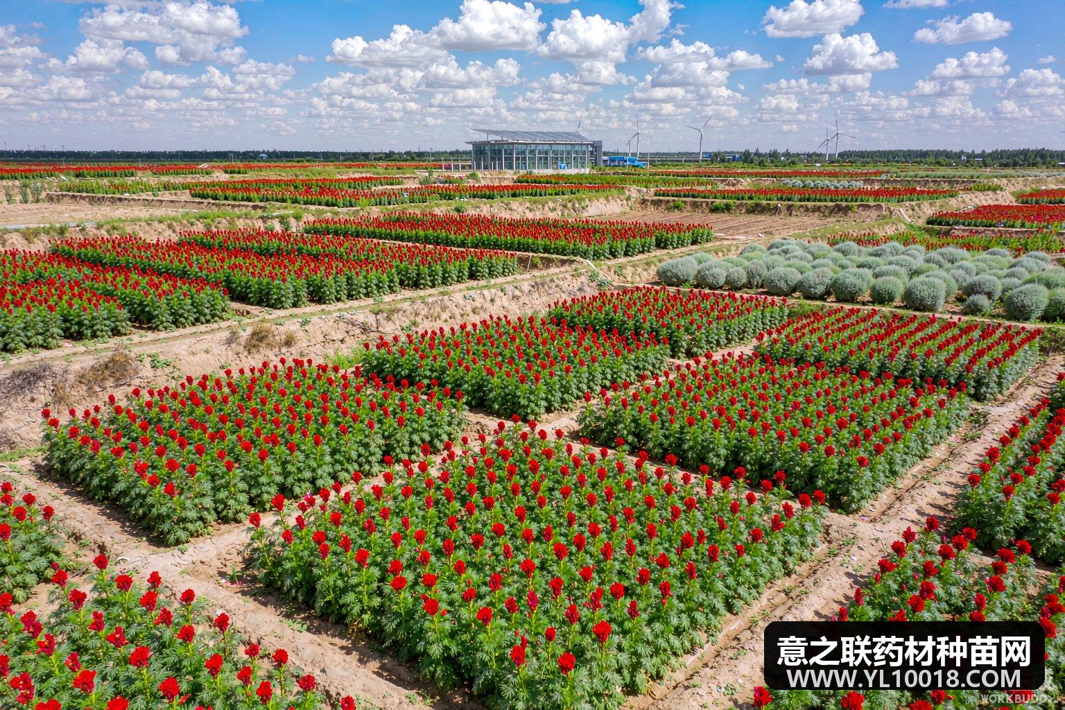 振东红花基地通过GAP延伸检查