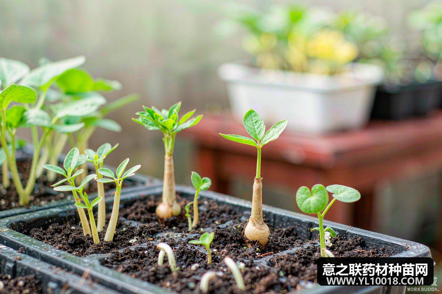 秋冬种苗采购窗口开启 主流品种价格参考