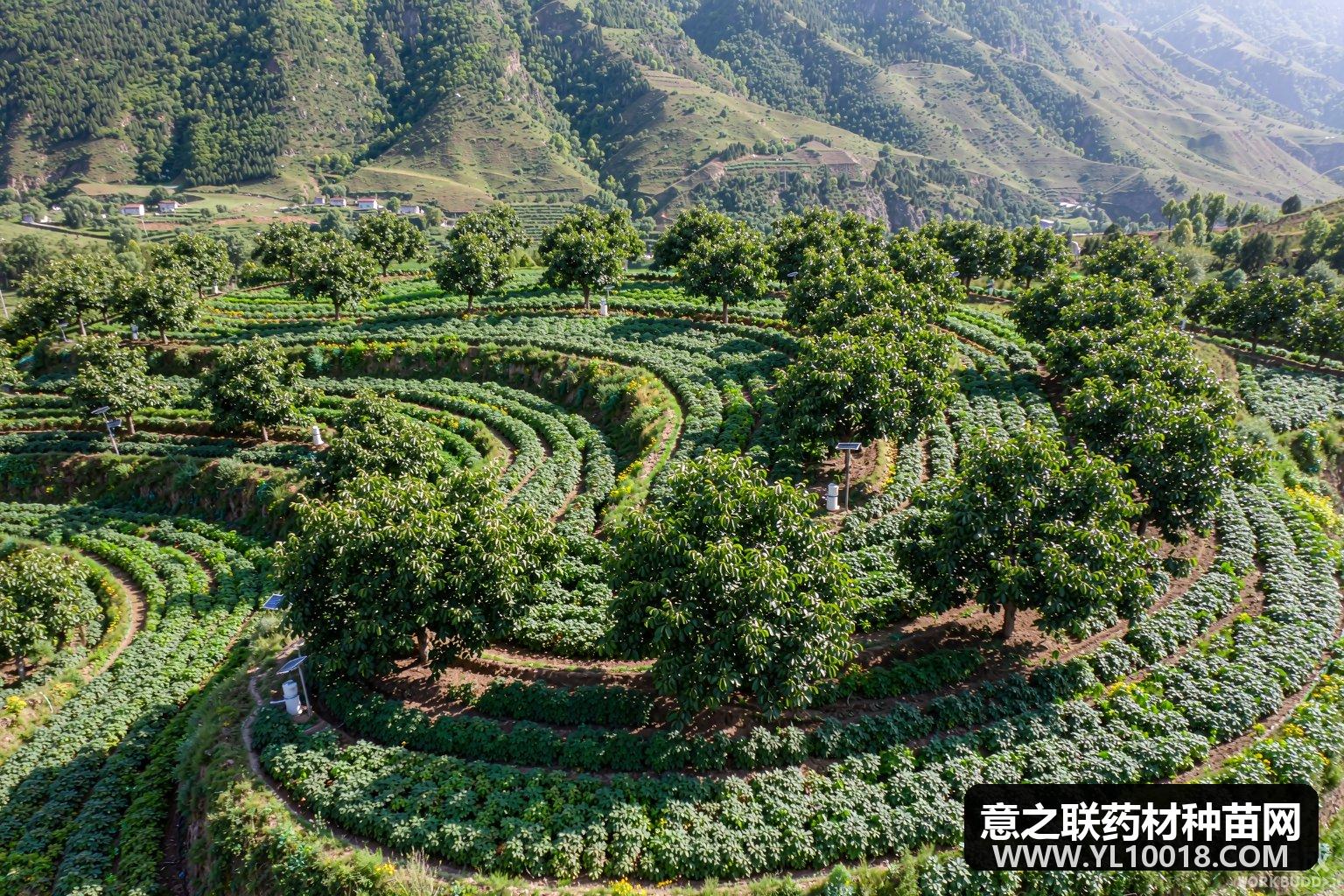 古县林药间作结硕果 柴胡远志入选全国名特优新农产品