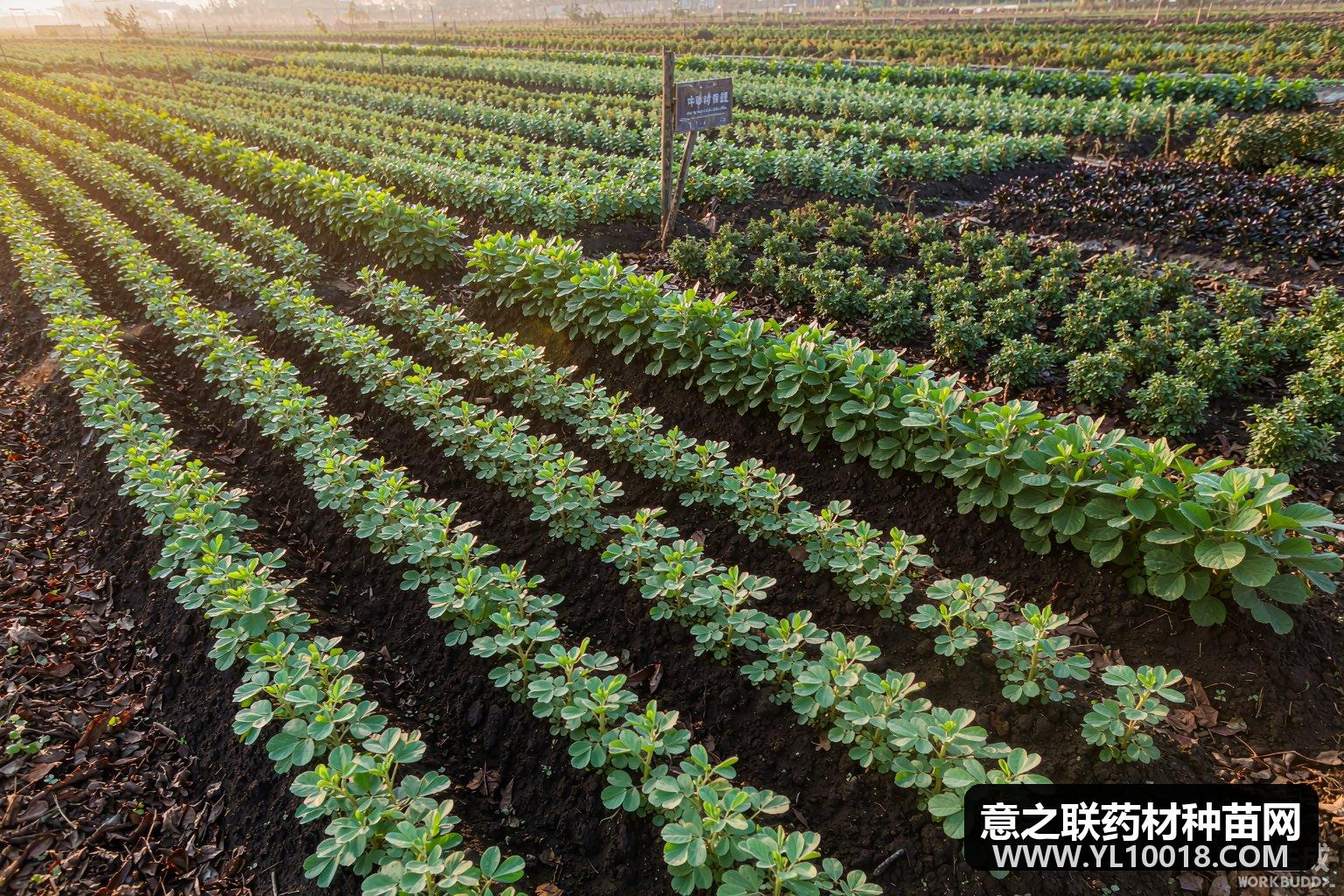 中药材适时采收期判定与产地初加工关键技术(GAP 合规视角)