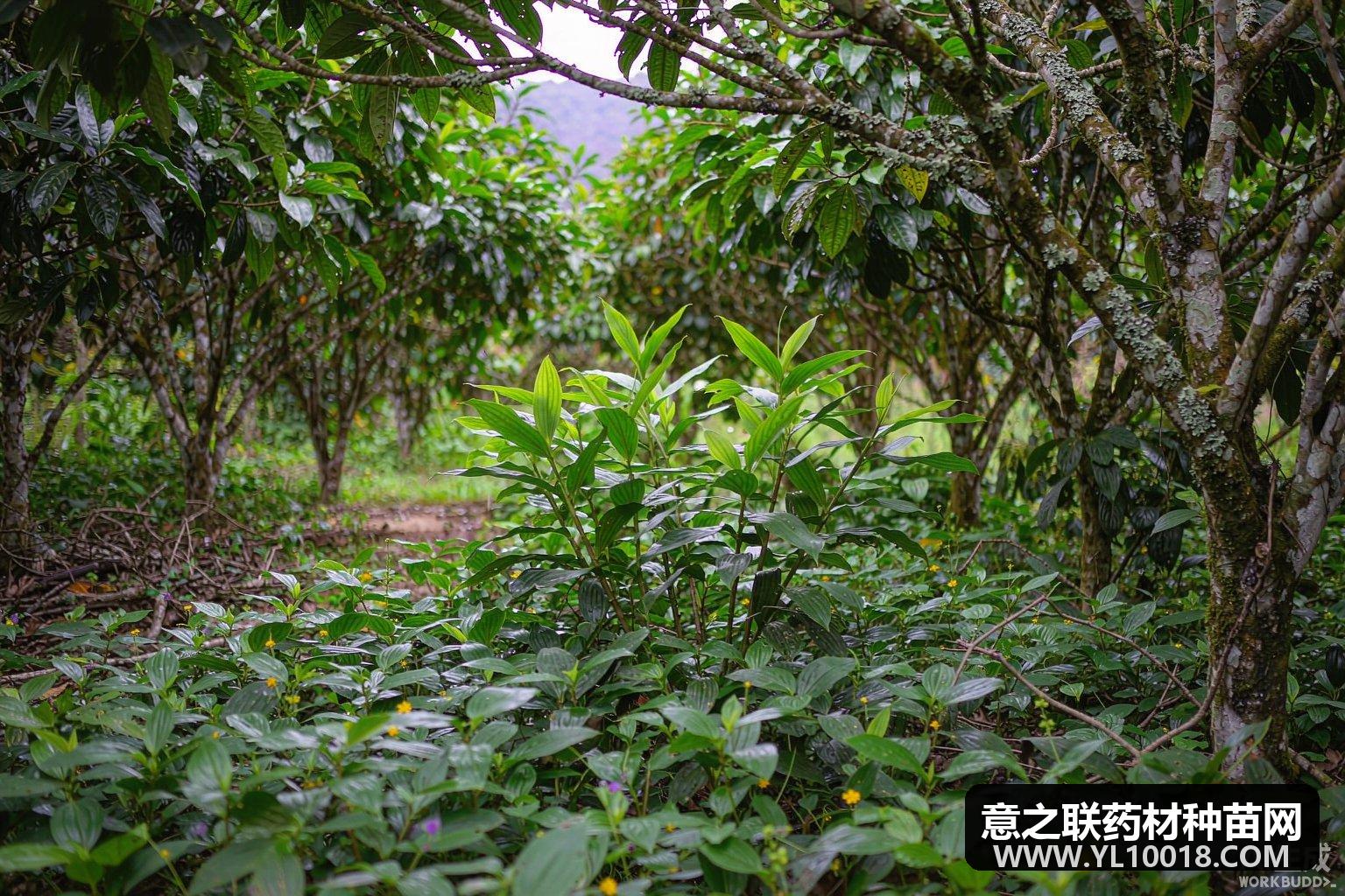 马关砂仁GAP基地实现零突破 林药共生500亩立标准标杆