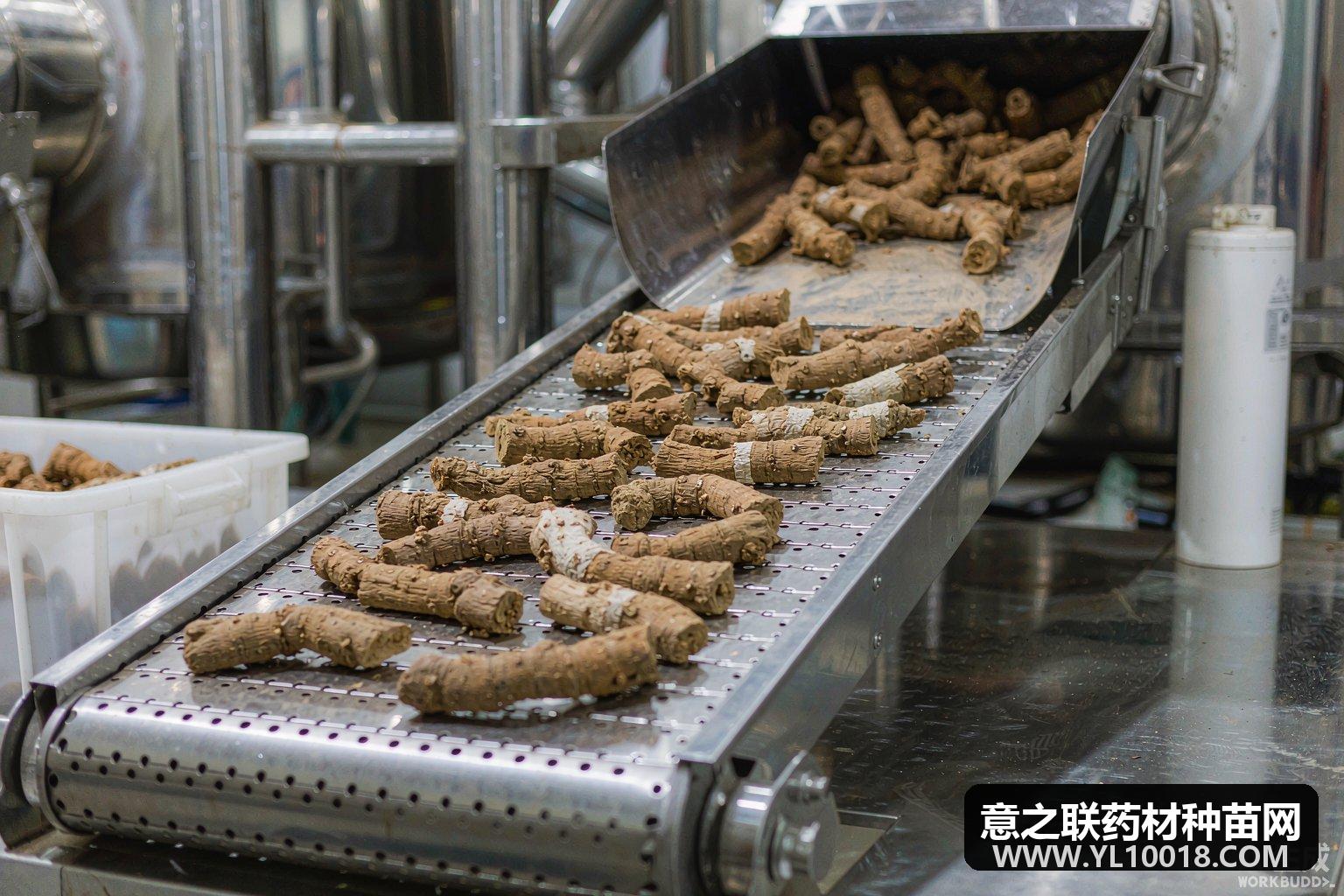 辽宁清原龙胆趁鲜切制提速 8家试点串起田间到药厂
