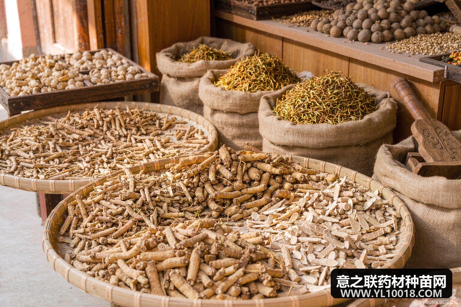 辽细辛新货陆续上市 亳州市场行情小幅回调