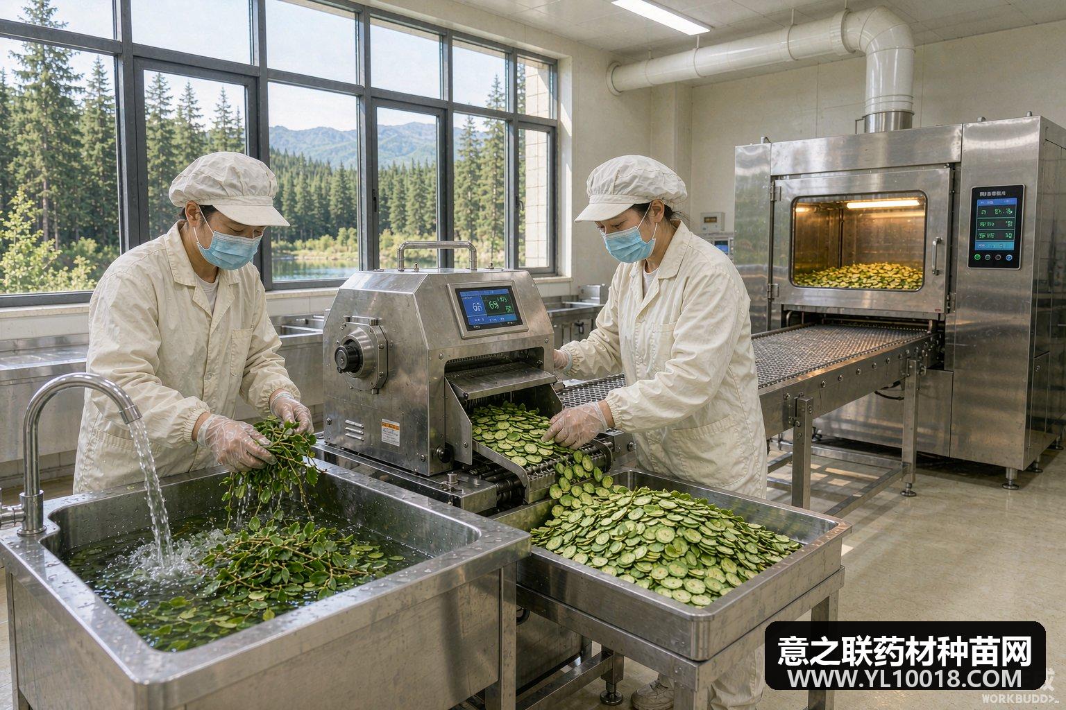白山浑江公布首批产地趁鲜切制企业 淫羊藿鲜切规范化破题