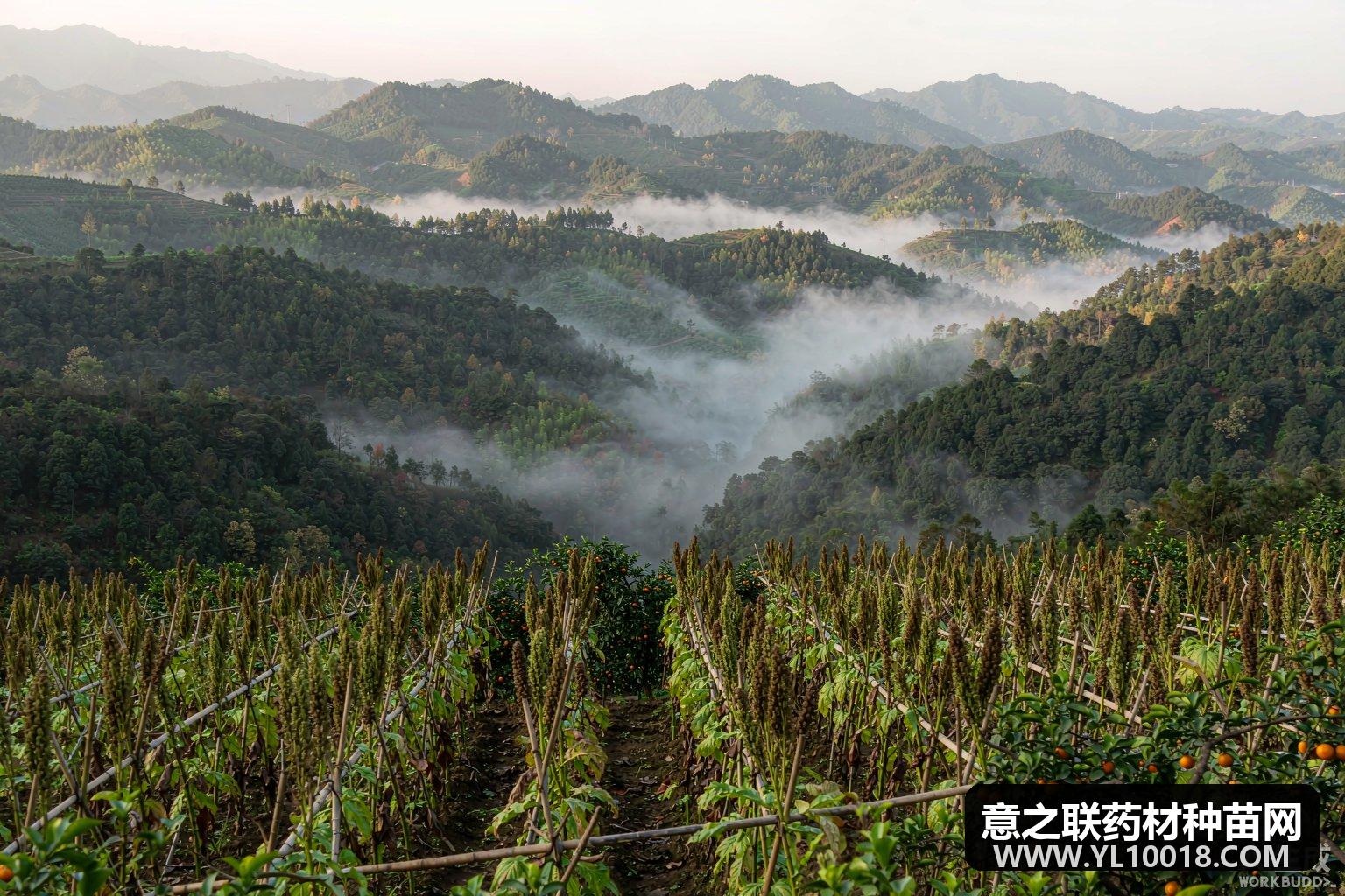 重庆公布中药材GAP符合性信息 巫溪独活垫江枳壳通过延伸检查