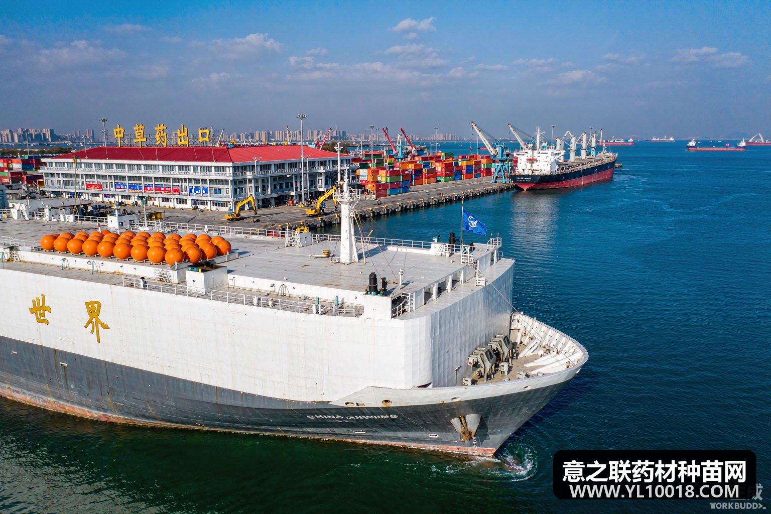 皖药出海破壁垒 亳州中药材技贸评议智库全链条护航