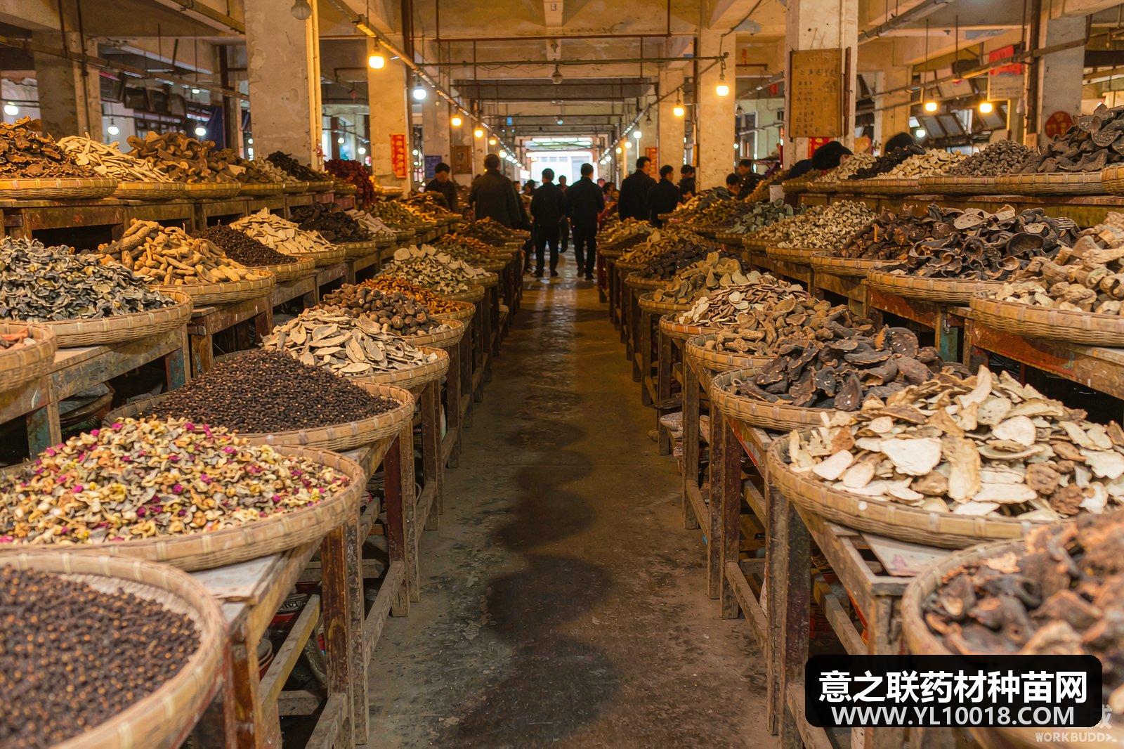 公丁香行情坚挺上行 亳州市场大红货要价58-60元