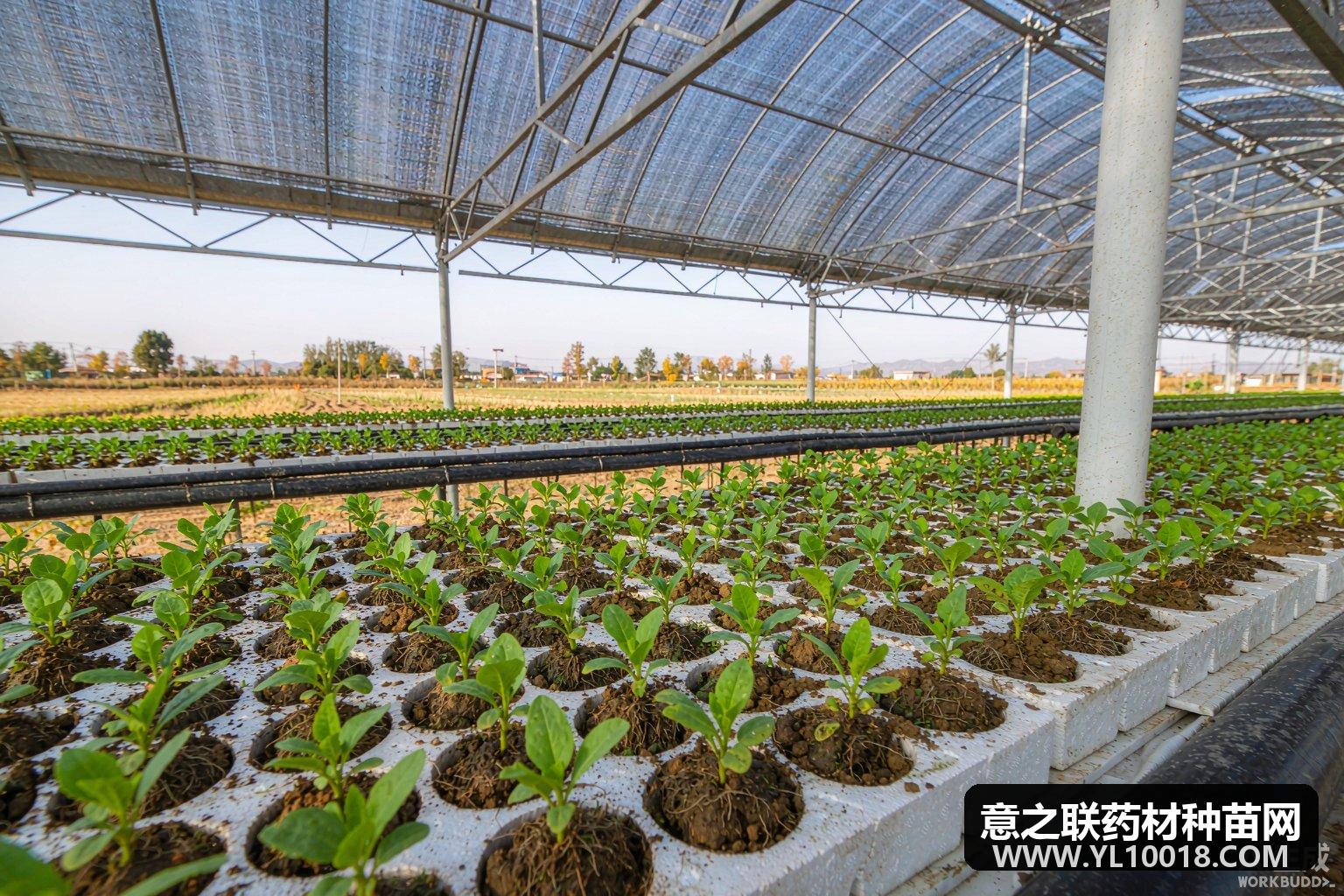 温县四大怀药换上脱毒种苗 怀地黄示范田增产一成