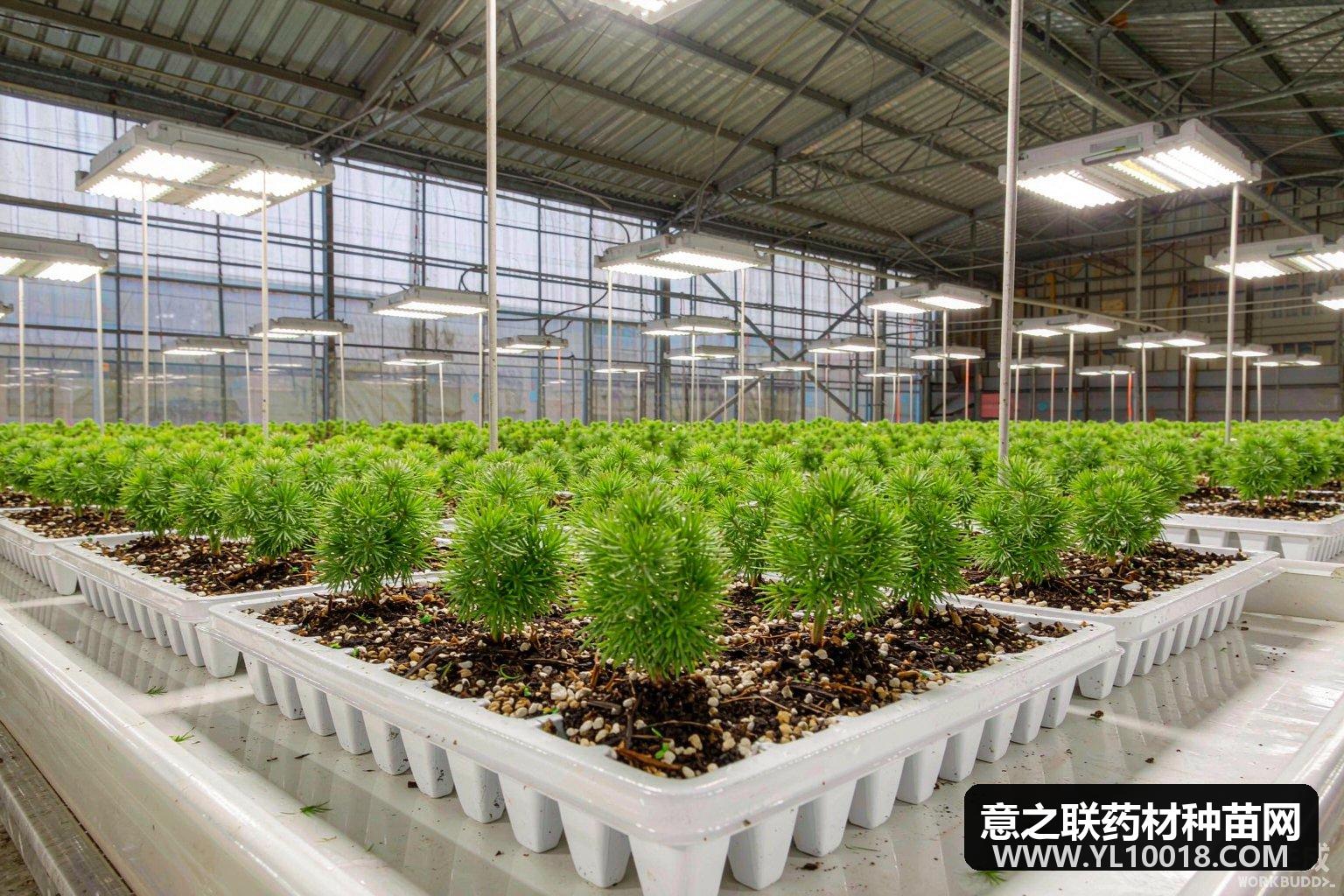 中原药谷年育6000万株种苗 洛阳丹参1号带药农亩增收