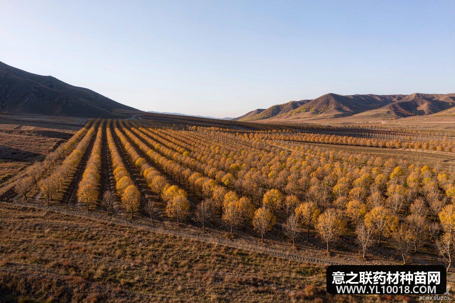万亩苦杏仁野生基地通过GAP延伸检查 承德道地再添通行证