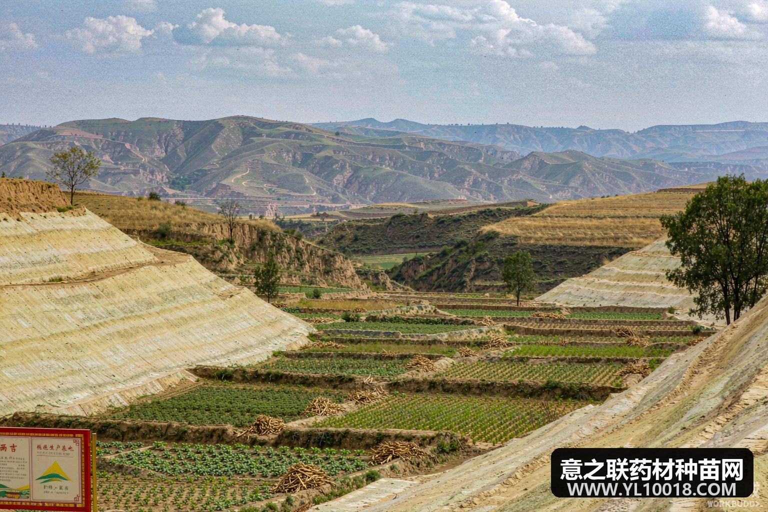 宁夏地理标志药材走红 银柴胡六盘山黄芪成金字招牌