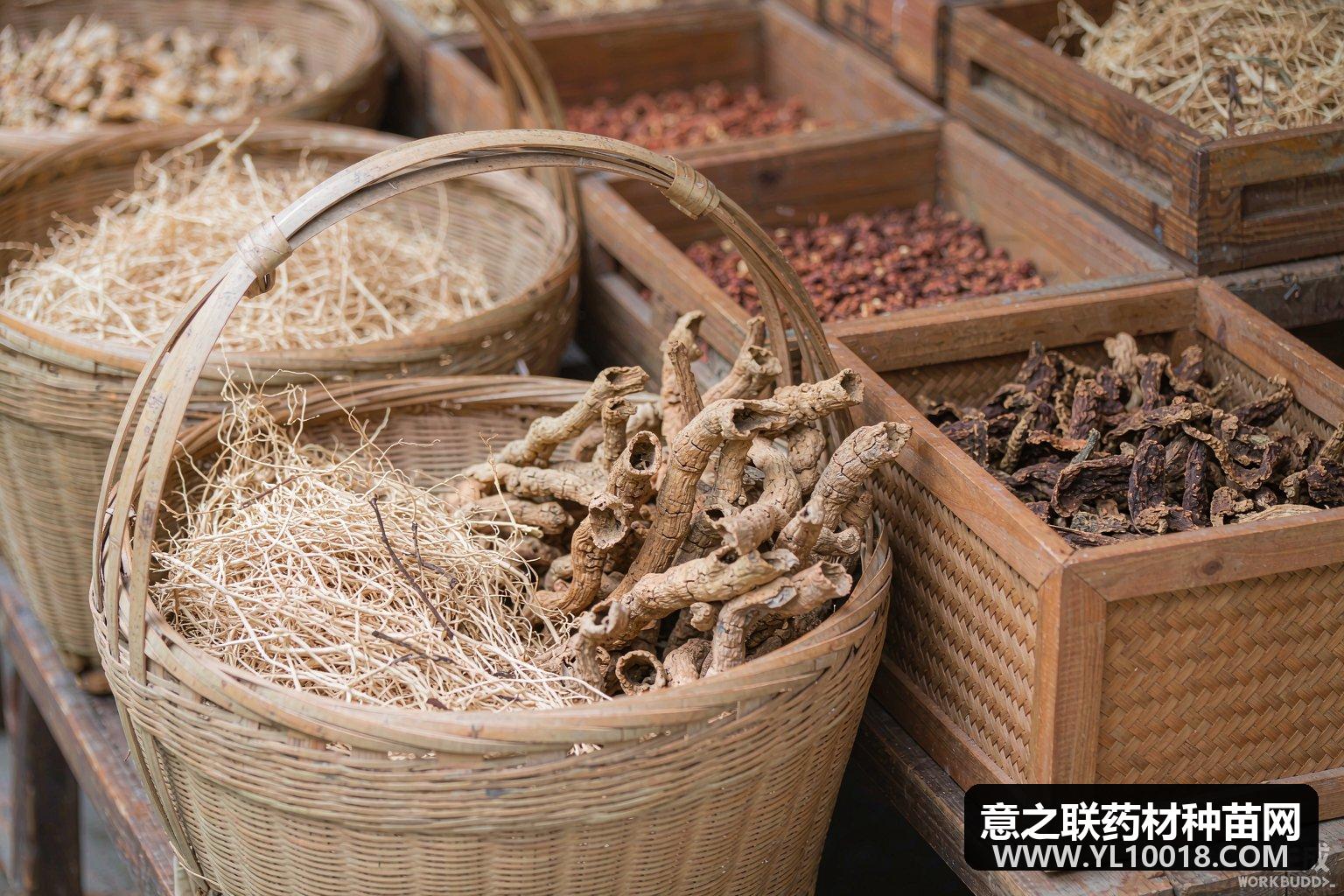 珍珠价格小幅上调 亳州市场持货者惜售