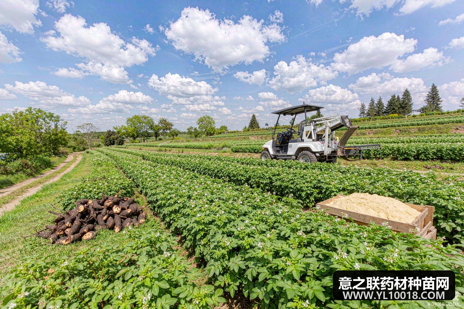 文山州三七产业谋千亿 1.5万亩GAP基地启动
