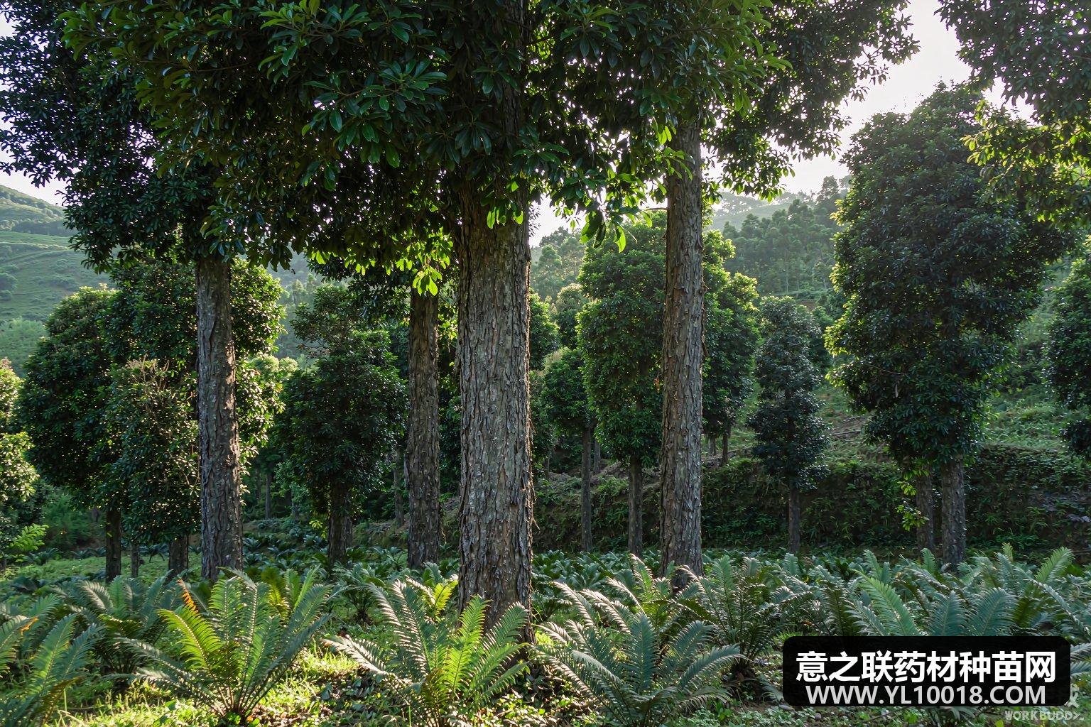 广西肉桂GAP基地通过延伸检查