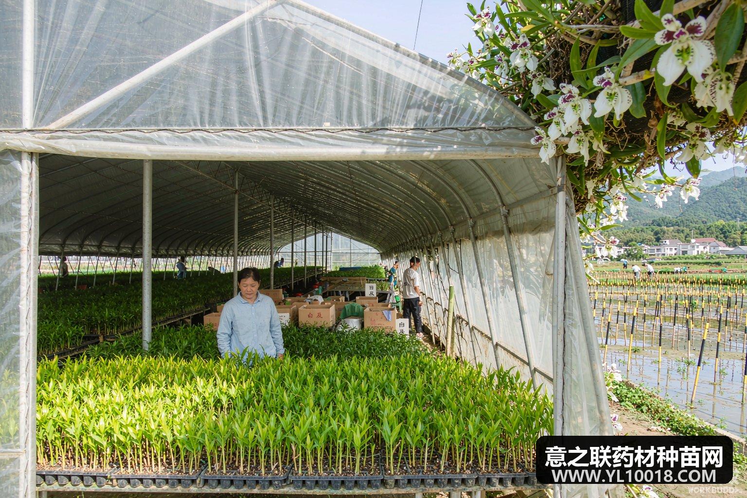 安庆桐城1.5亿建白及全产业链