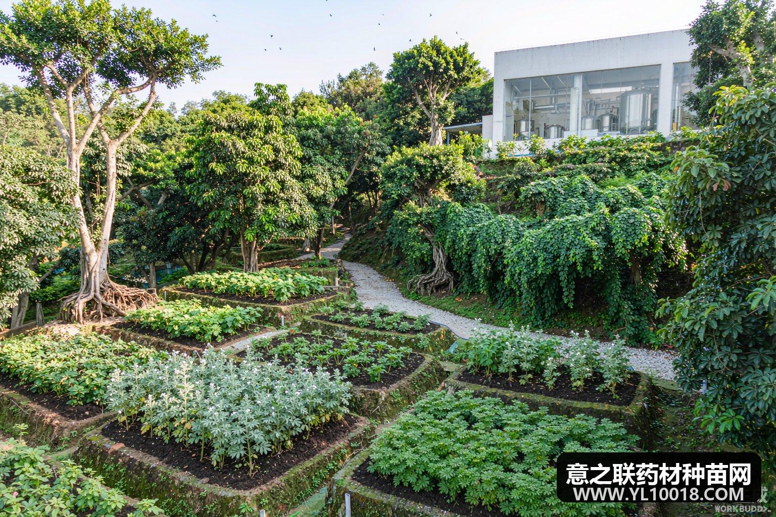 湖北鹤峰:中药材全产业链项目获省创新方法大赛一等奖