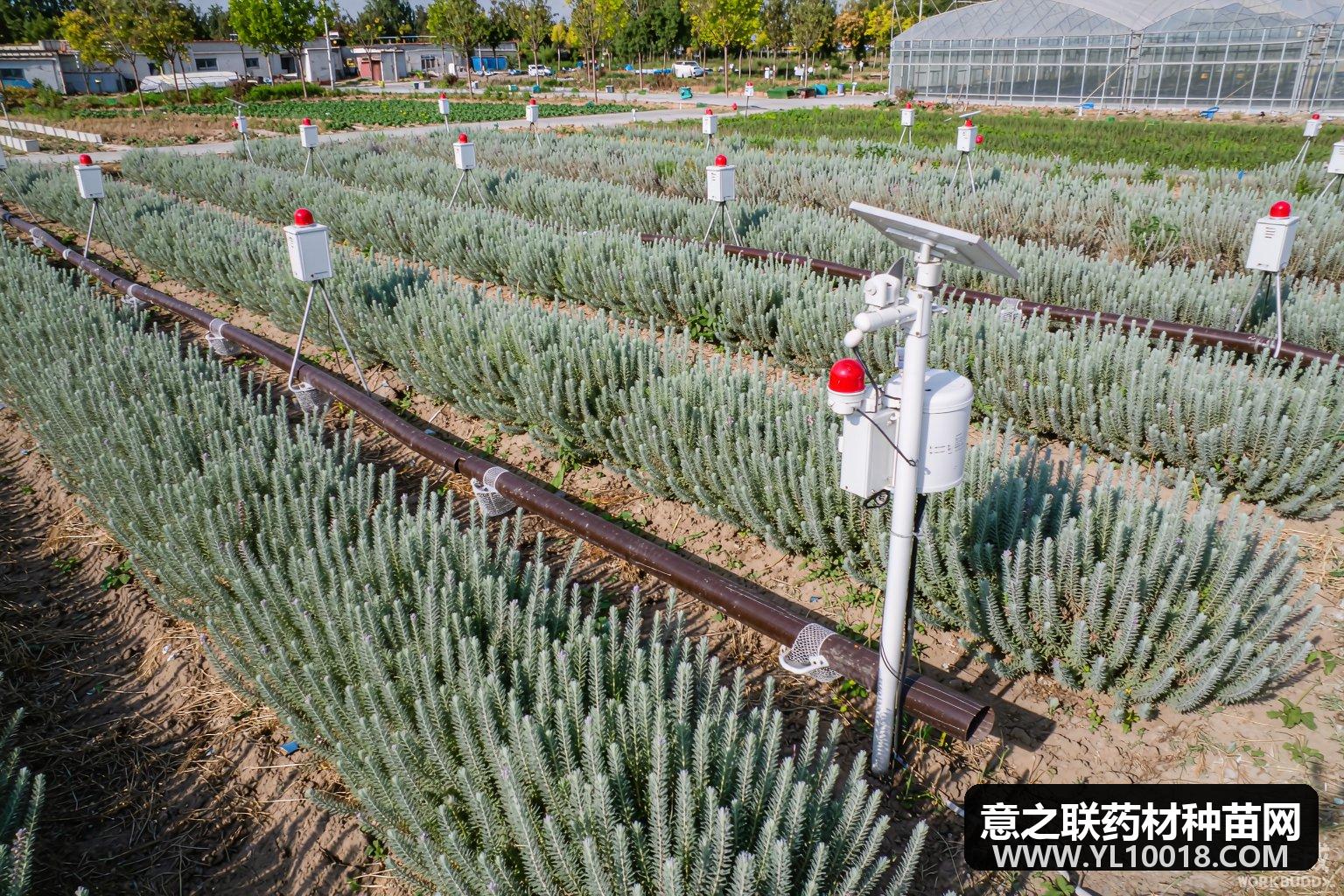 临沂丹参智慧农场上线 水肥一体化提亩产