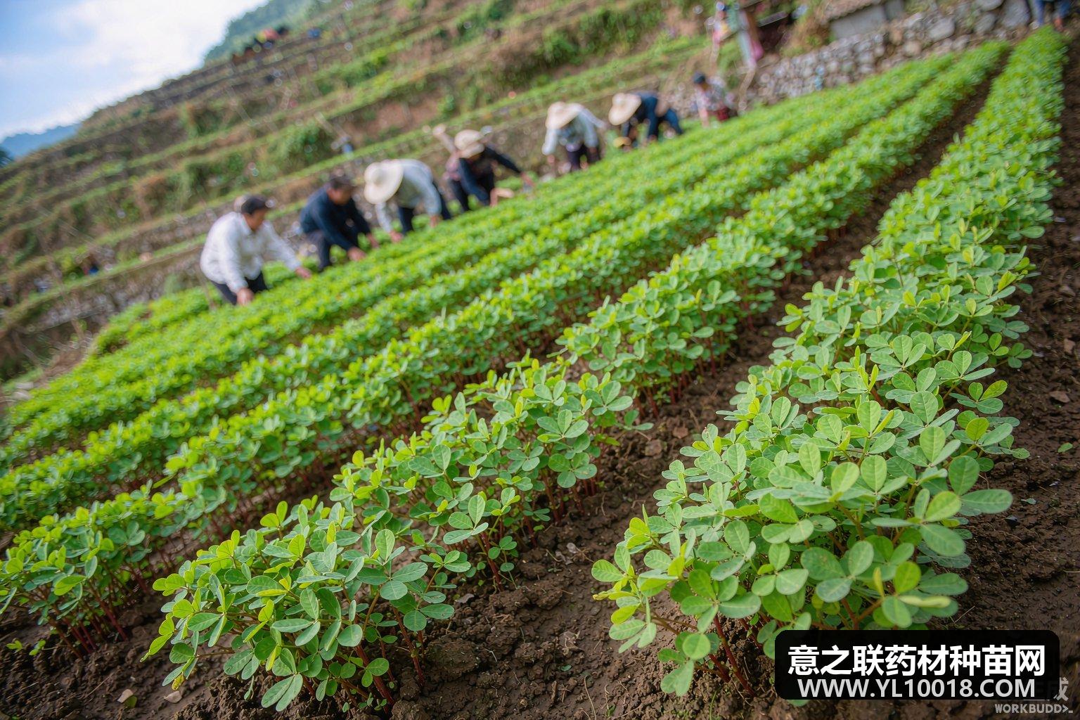 施秉太子参迎采收旺季 脱毒良种撑起全国七成苗