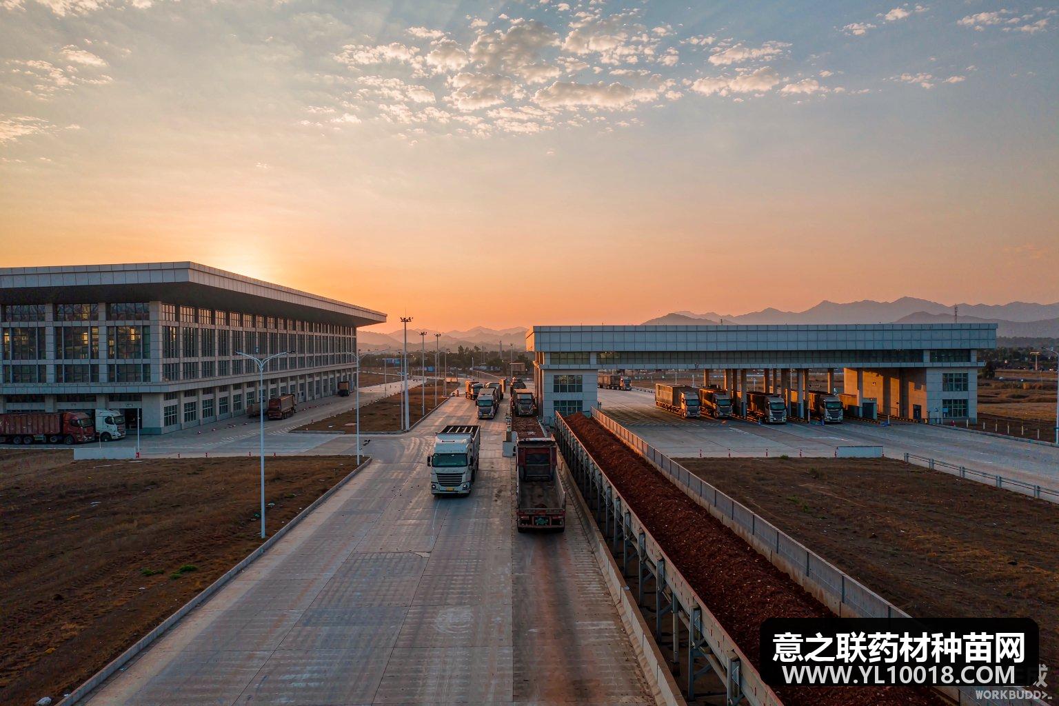 凭祥浦寨口岸东盟药材进口回暖 边贸加工提速