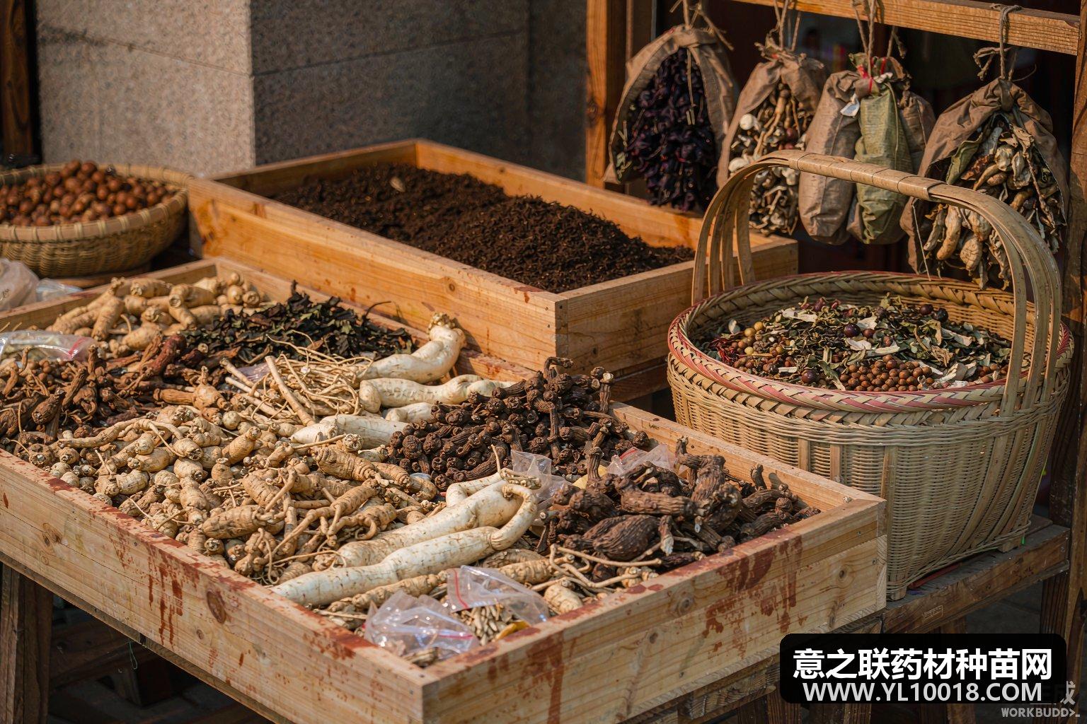 麦冬货源走销不快 安国市场行情保持平稳