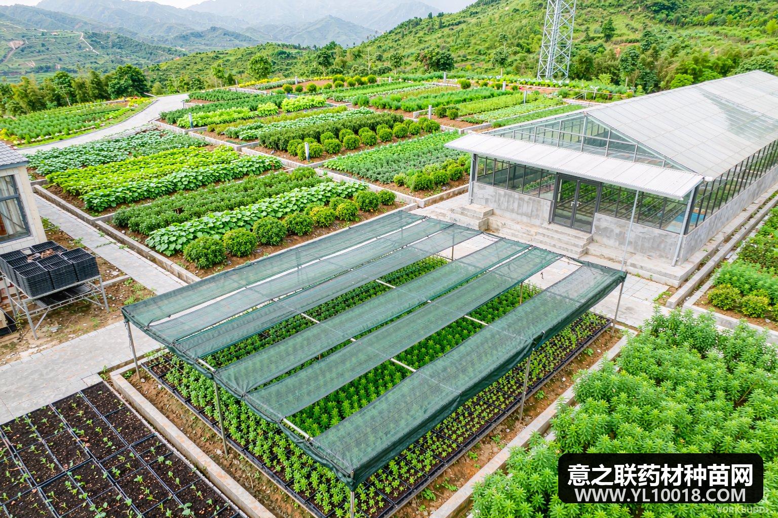 内蒙古阿里河森工推进赤芍规模化种植 林海播绿蓄动能