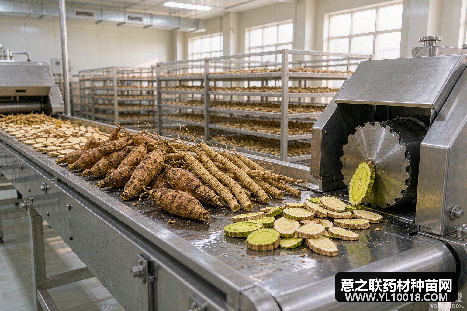 运城黄芩柴胡远志趁鲜切制 走好出土后第一程