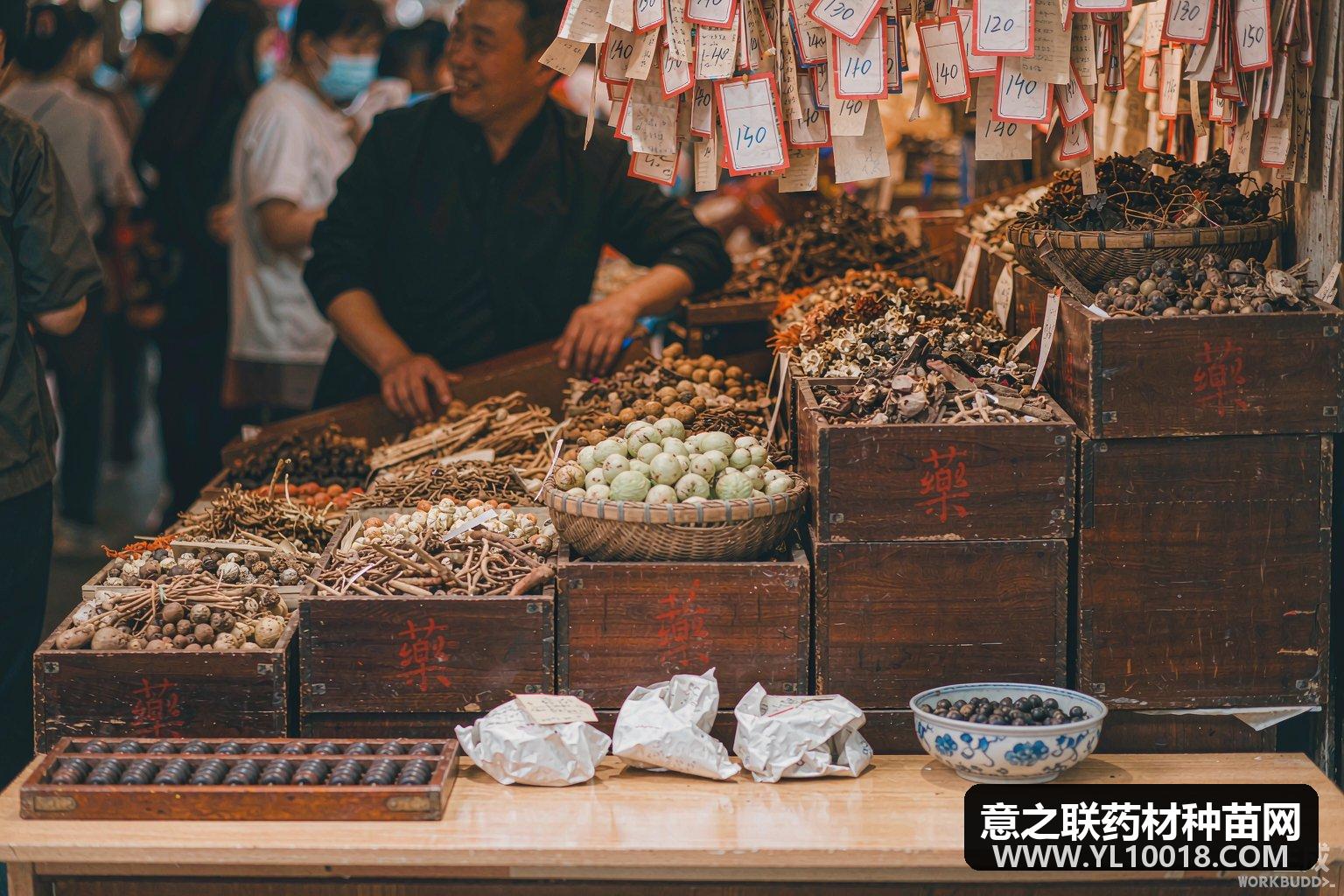 康美周评：仙茅领涨17% 银柴胡领跌近17%