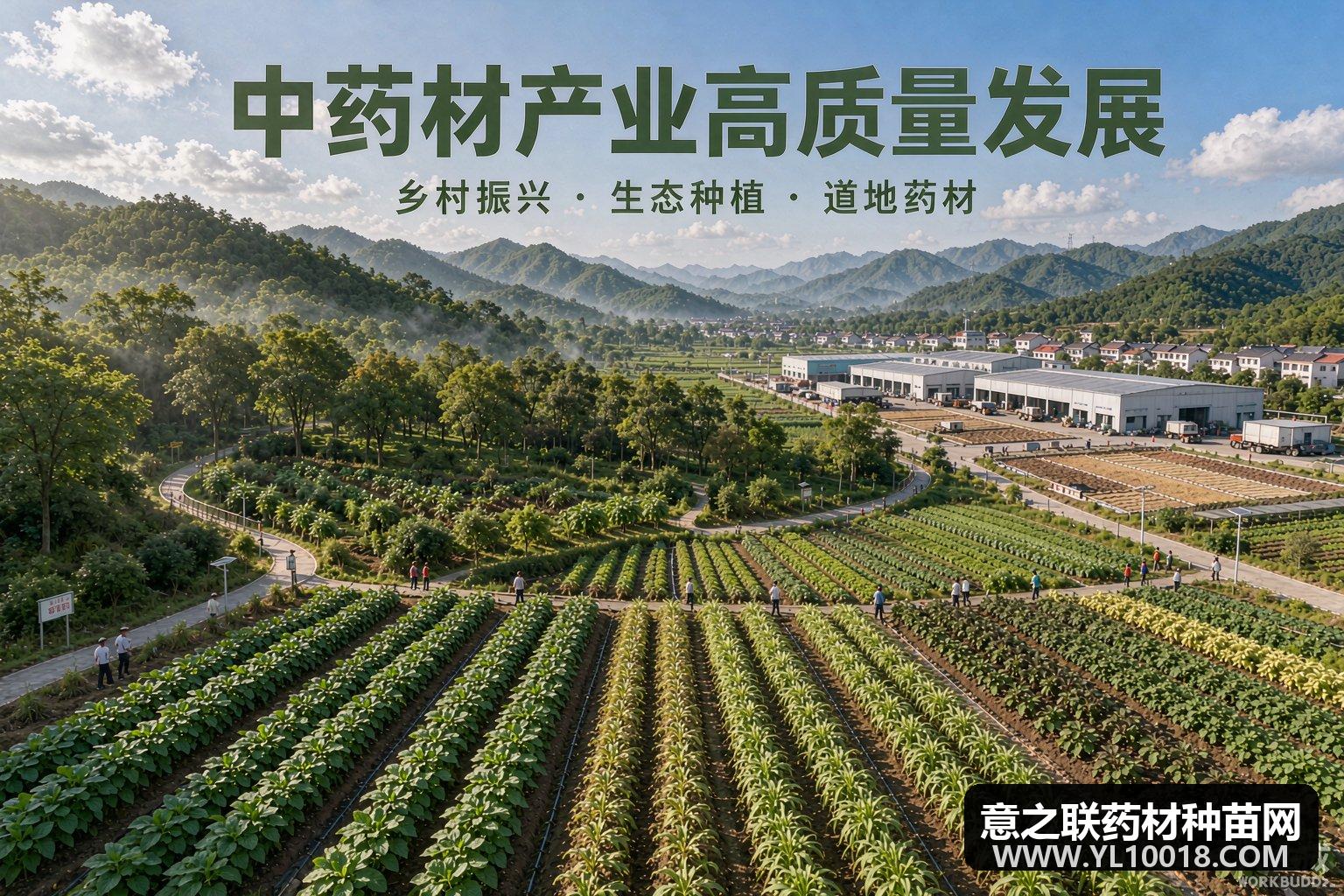 新疆皮山县中药材首获自治区级GAP认证 昆仑山北麓标准化破局