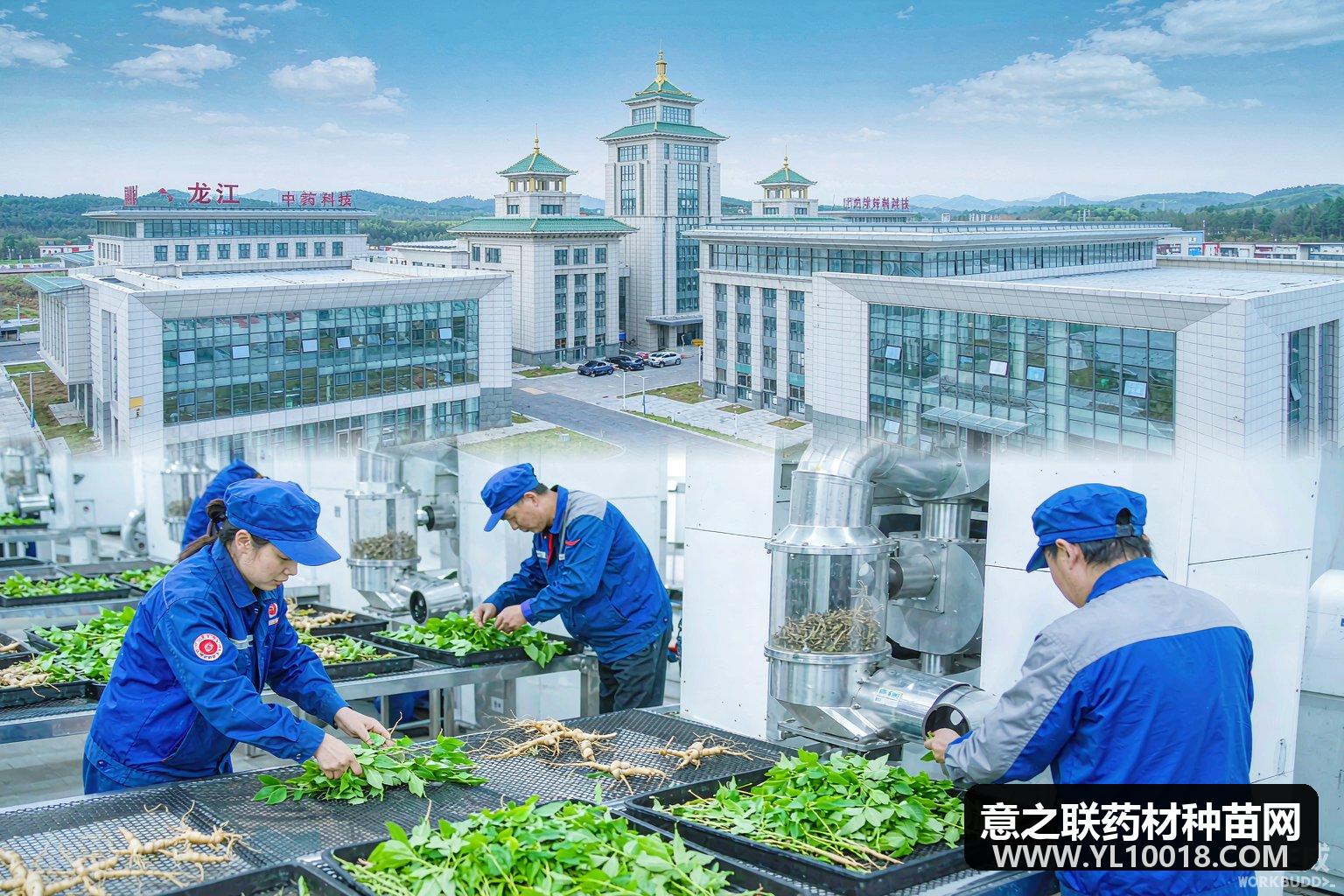 龙江森工深耕寒地龙药 12种药材产地趁鲜切制备案