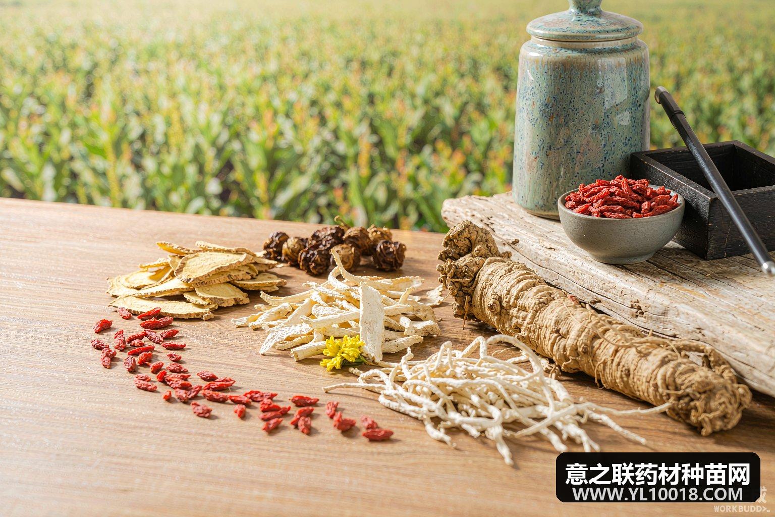 云南印发十五五中药材产业规划 剑指世界一流现代产业