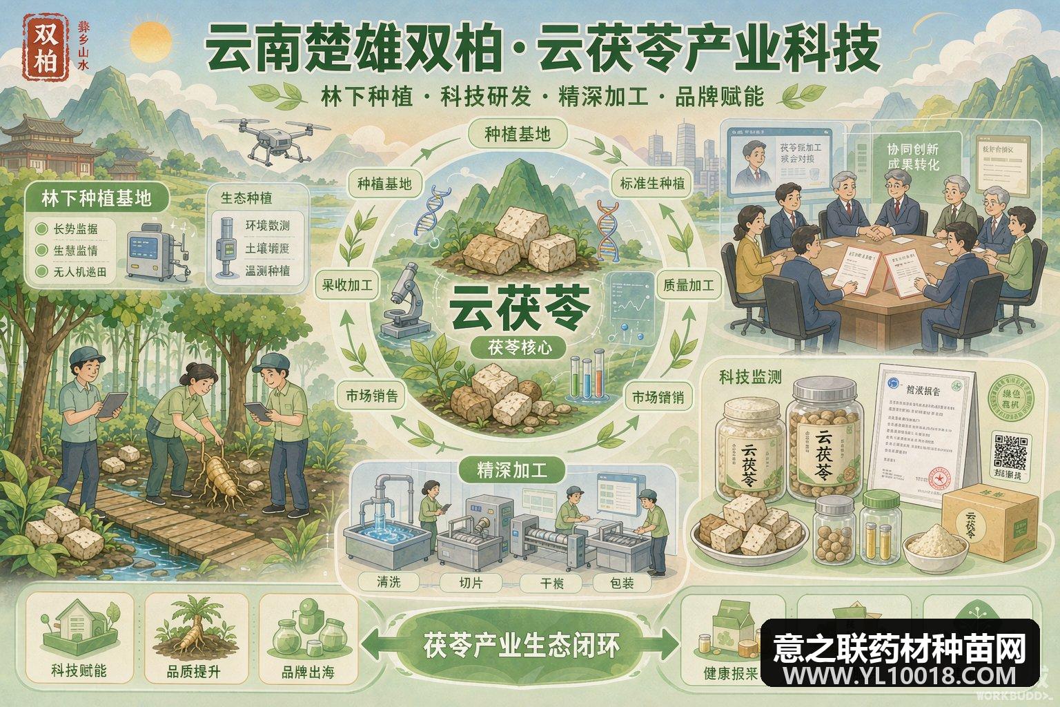 楚雄云茯苓双柏专场 科技入楚链上突围