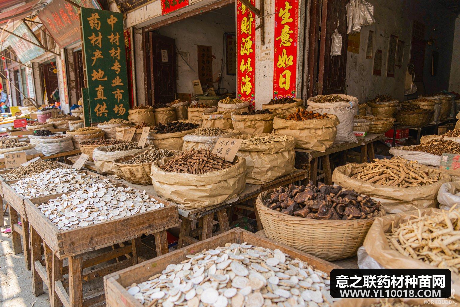 板蓝根正值产新价暂稳 亳州市场陈货走动放缓