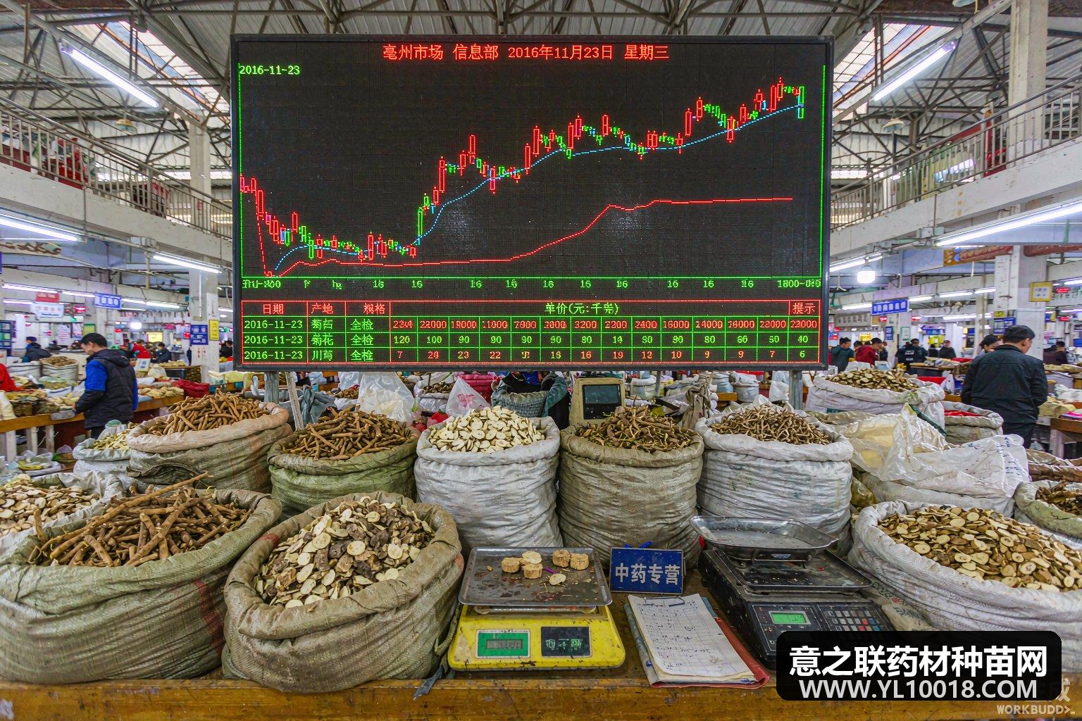 康美周报：野生草类上调 疫用品走快
