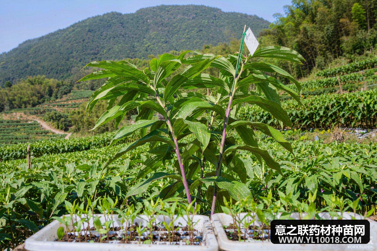 云南首次选育多花黄精新品种