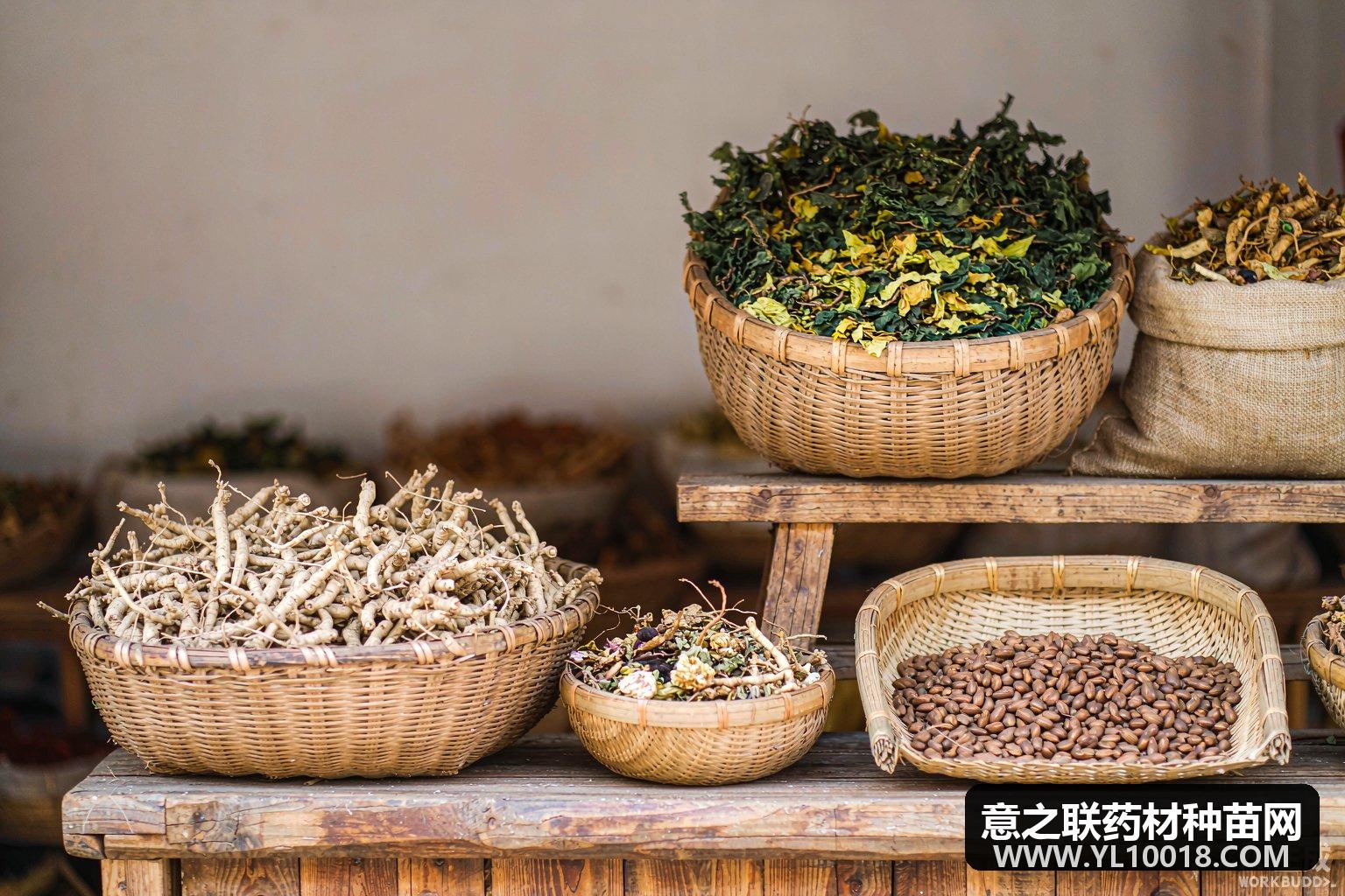 败酱草近期行情表现较为疲软 亳州市场货源走销缓慢