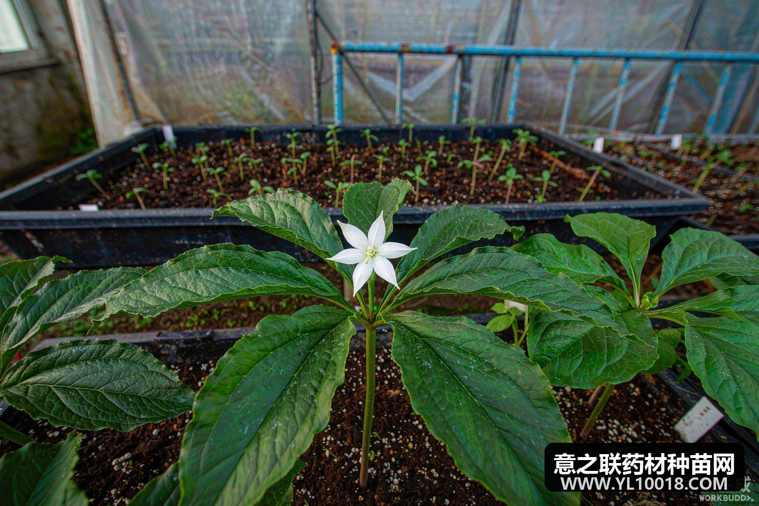 云南白药深耕重楼种业芯片 太安1号2号锁种源